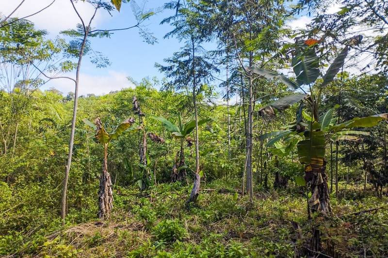 Trabalho de assistência técnica contribui para a regeneração da capoeira em São Félix do Xingu, no sudeste do Pará