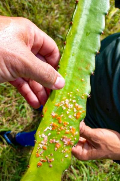 Emater explica que a pitaya é um tipo de cacto