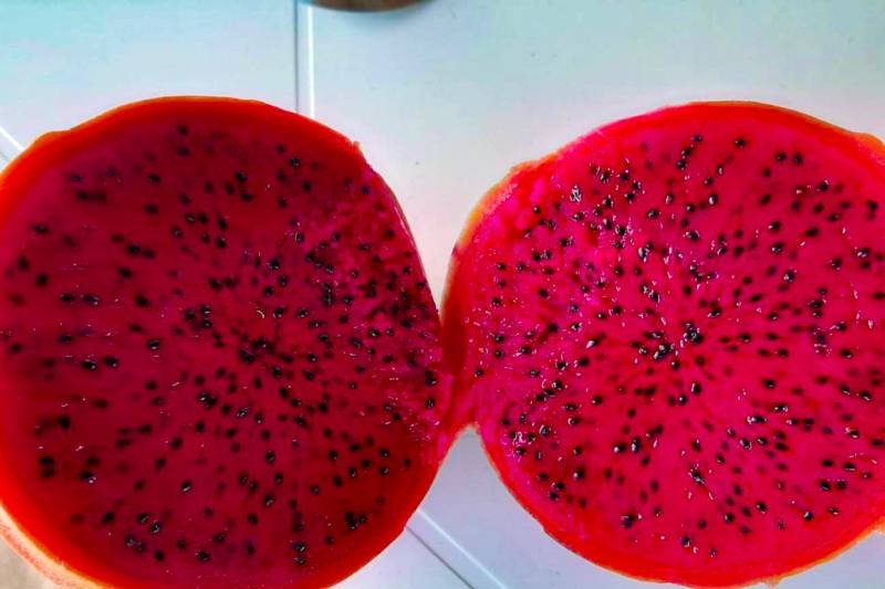 Pitaya chama a atenção pela beleza exuberante 