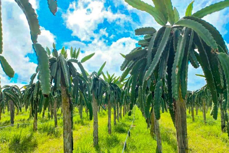Plantio de pitaya no município de Inhangapi tem assistência da Emater no nordeste paraense