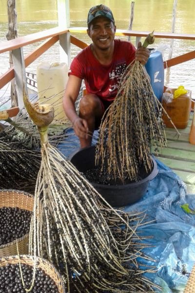 Agricultor está satisfeito com a proudção de açaí, no Marajó